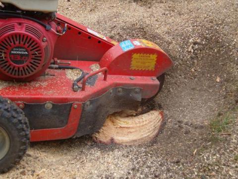 Stump Grinding 4